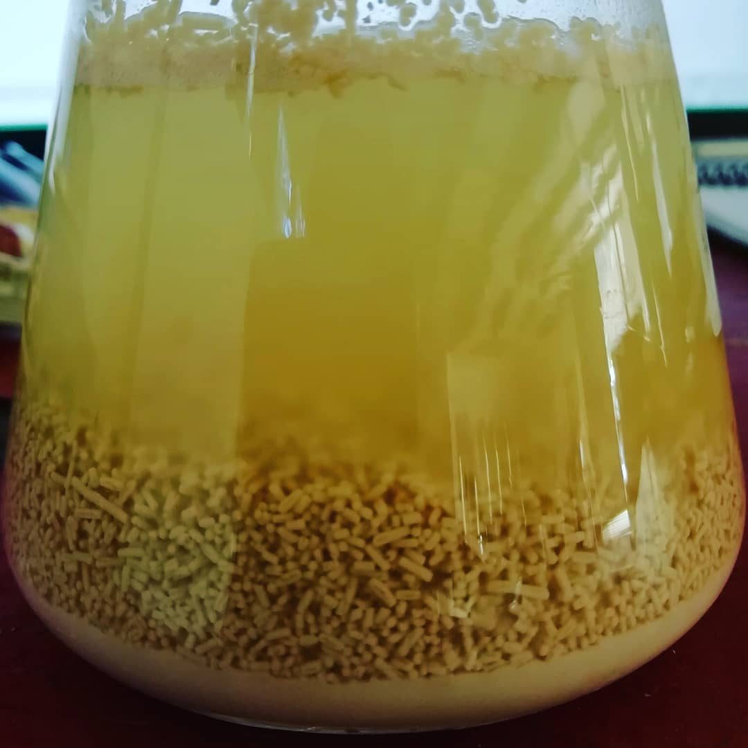 Fermentación en curso