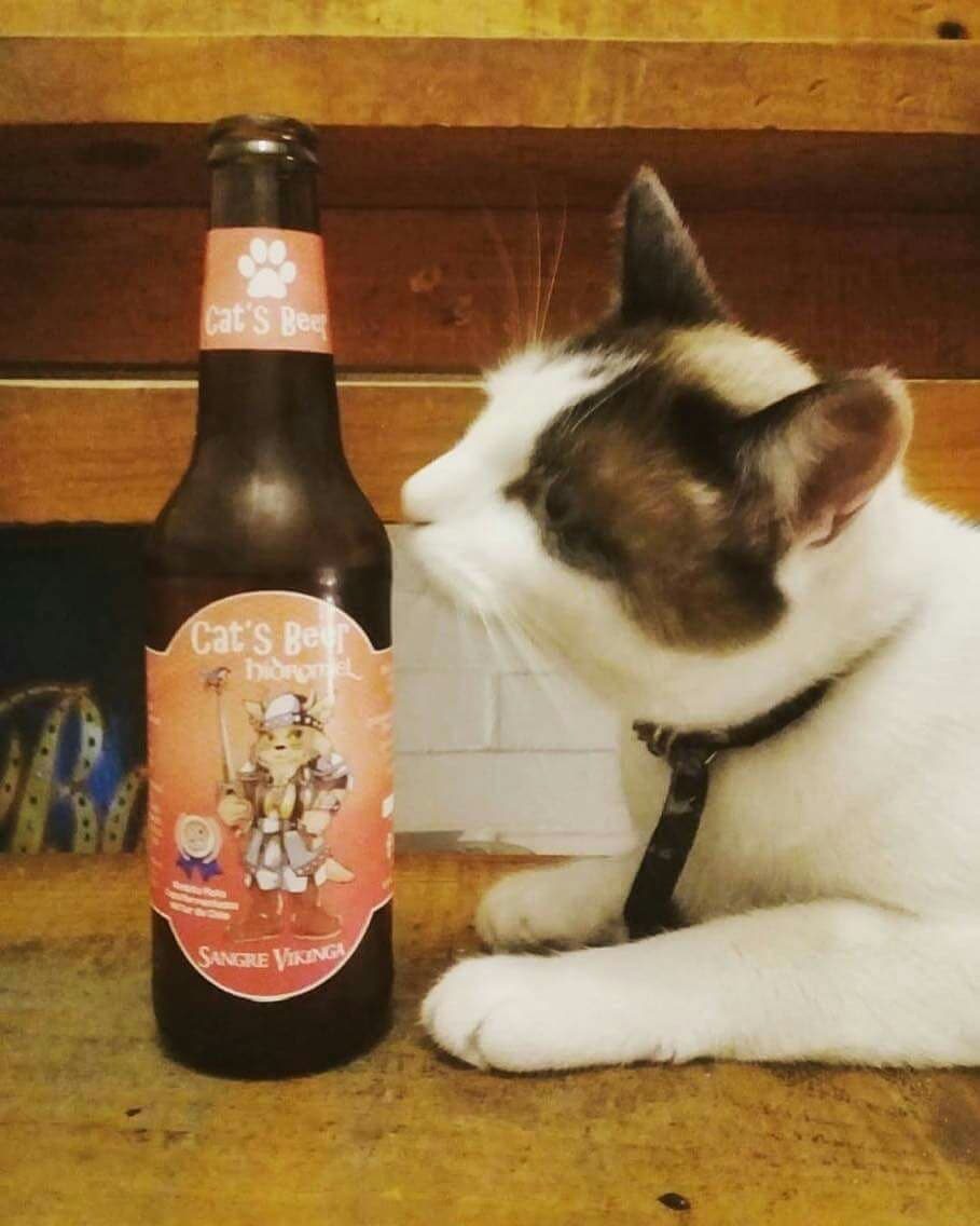 Uno de los gatos de la casa junto a nuestro hidromiel