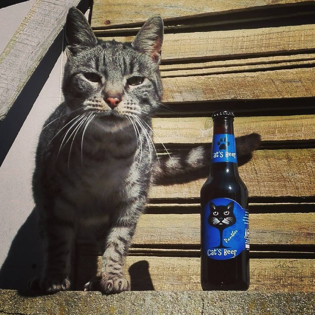 Un gato de la casa tomando sol junto a una Cat's Beer